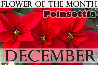 December Flower Poinsettia