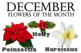 Flowers of the Month for December