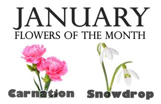 Flowers of the Month for January