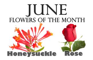 Flowers of the Month for June