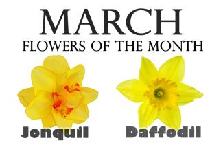 Flowers of the Month for March