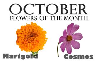 Flowers of the Month for October