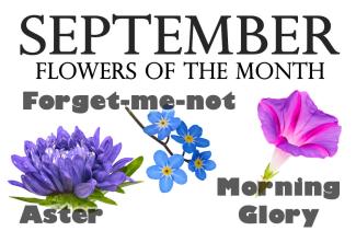 Flowers of the Month for September