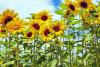Sunflower Guerilla Gardening Day
