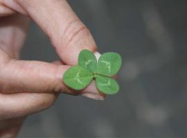 Make Luck Happen Day: Cultivating Good Fortune