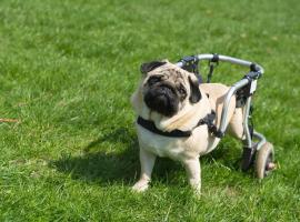 Specially Abled Pets Day