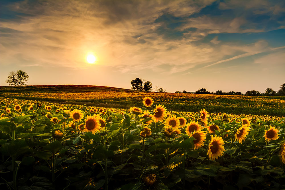 15 Kansas Vacation Spots: Popular Sunflower State Sites