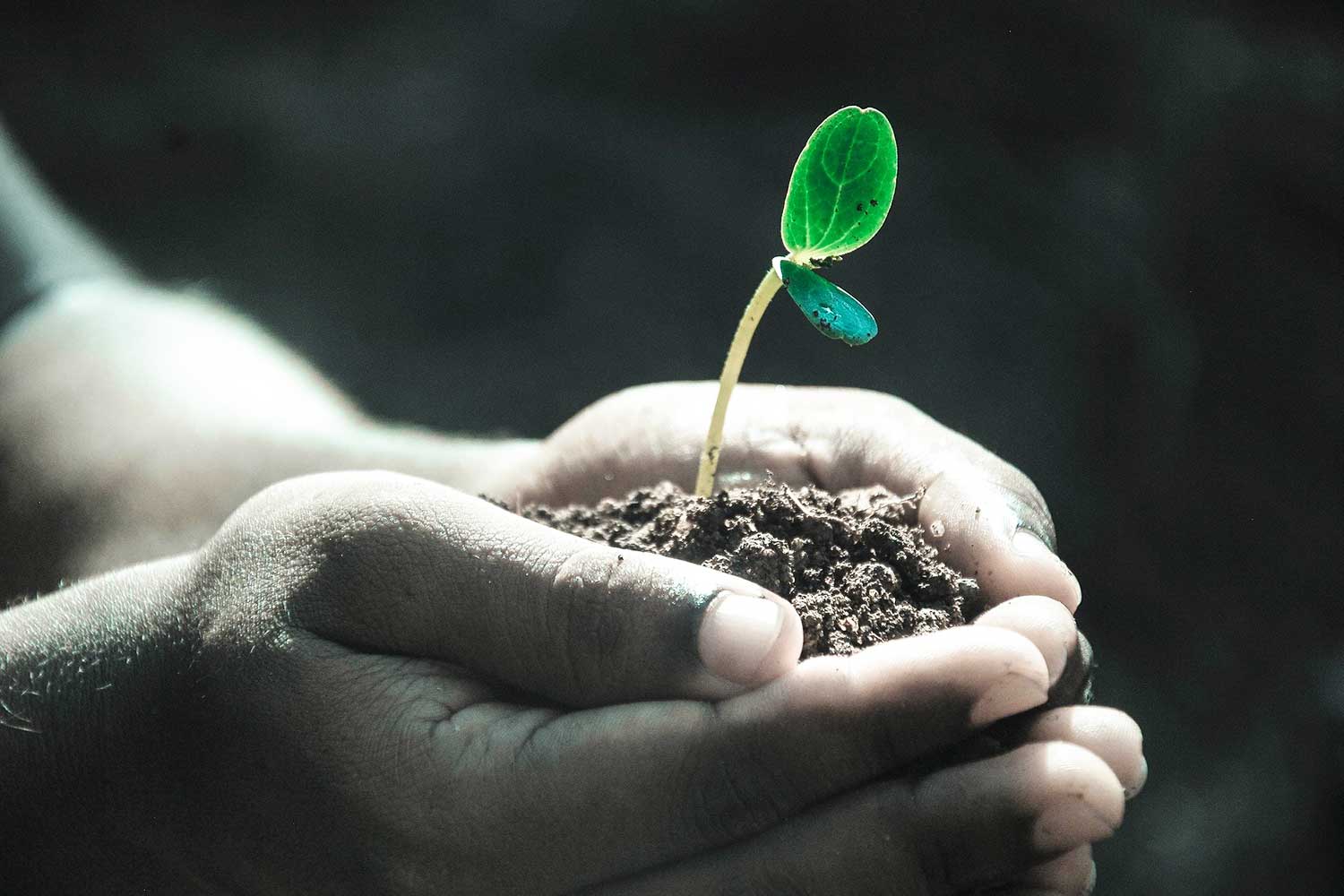Arbor Day - Mexico