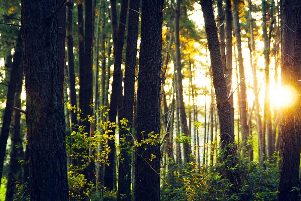 International Day of Forests