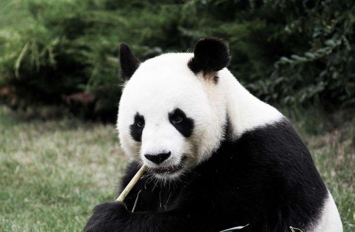 Panda Day