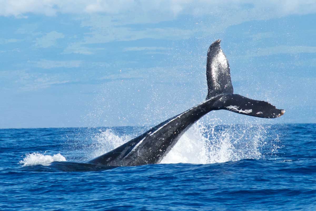 World Whale Day