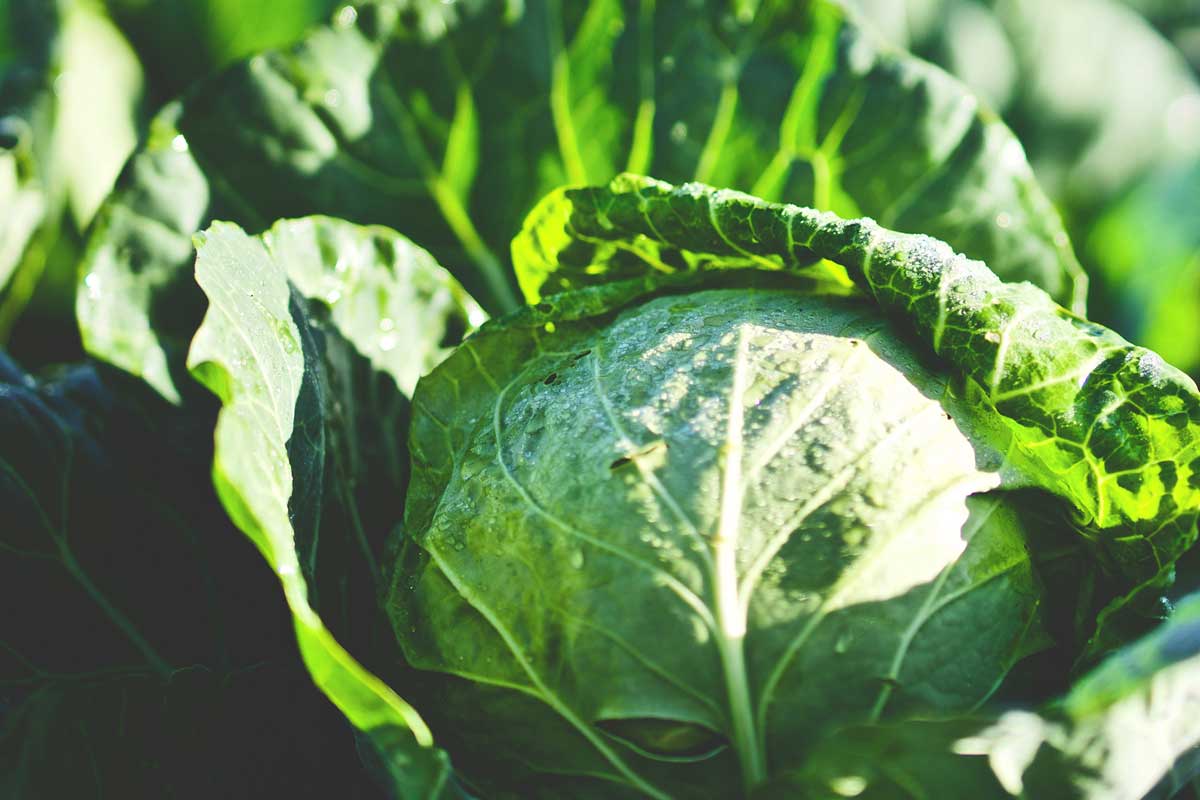 Cabbage Day