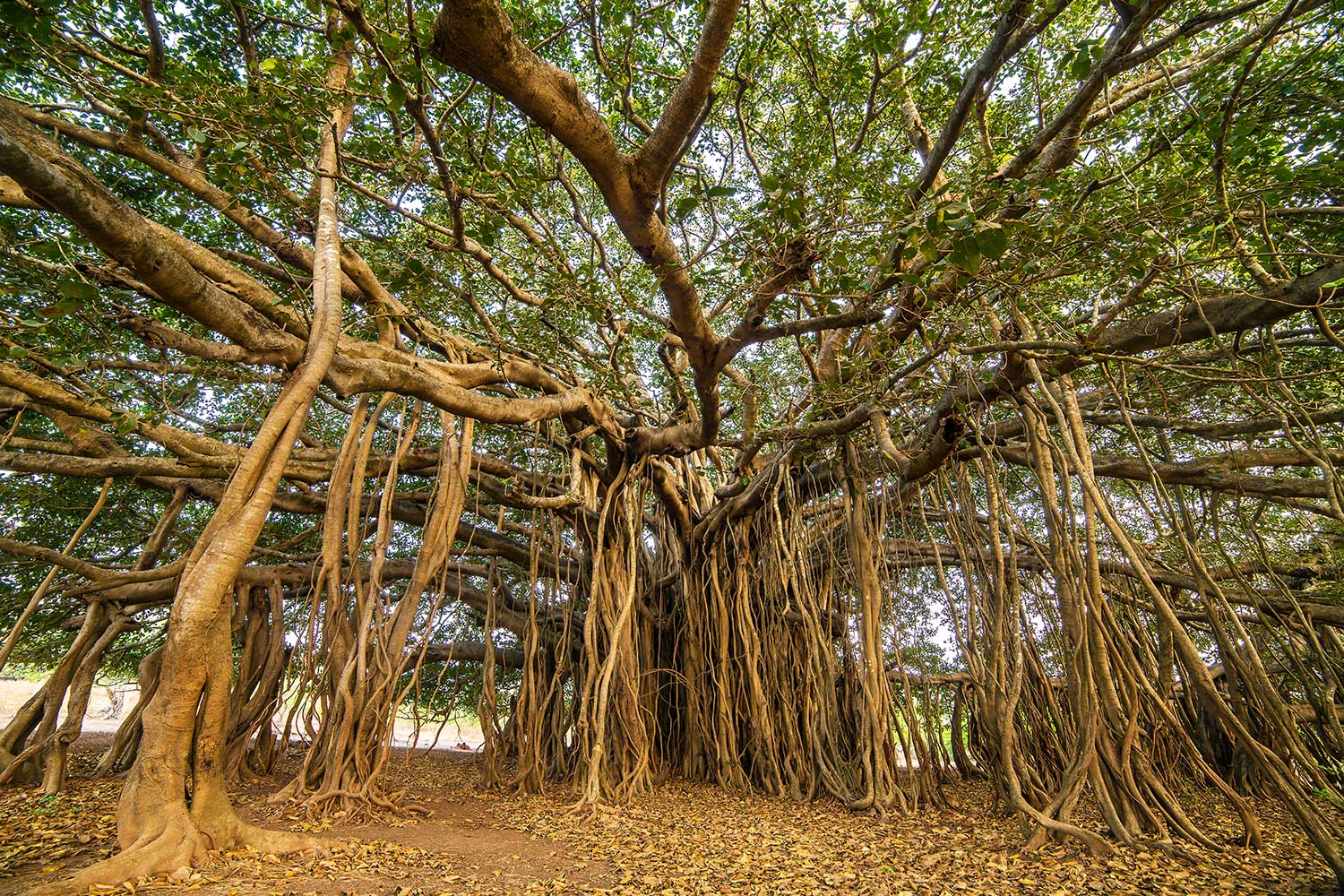 Banyan tree