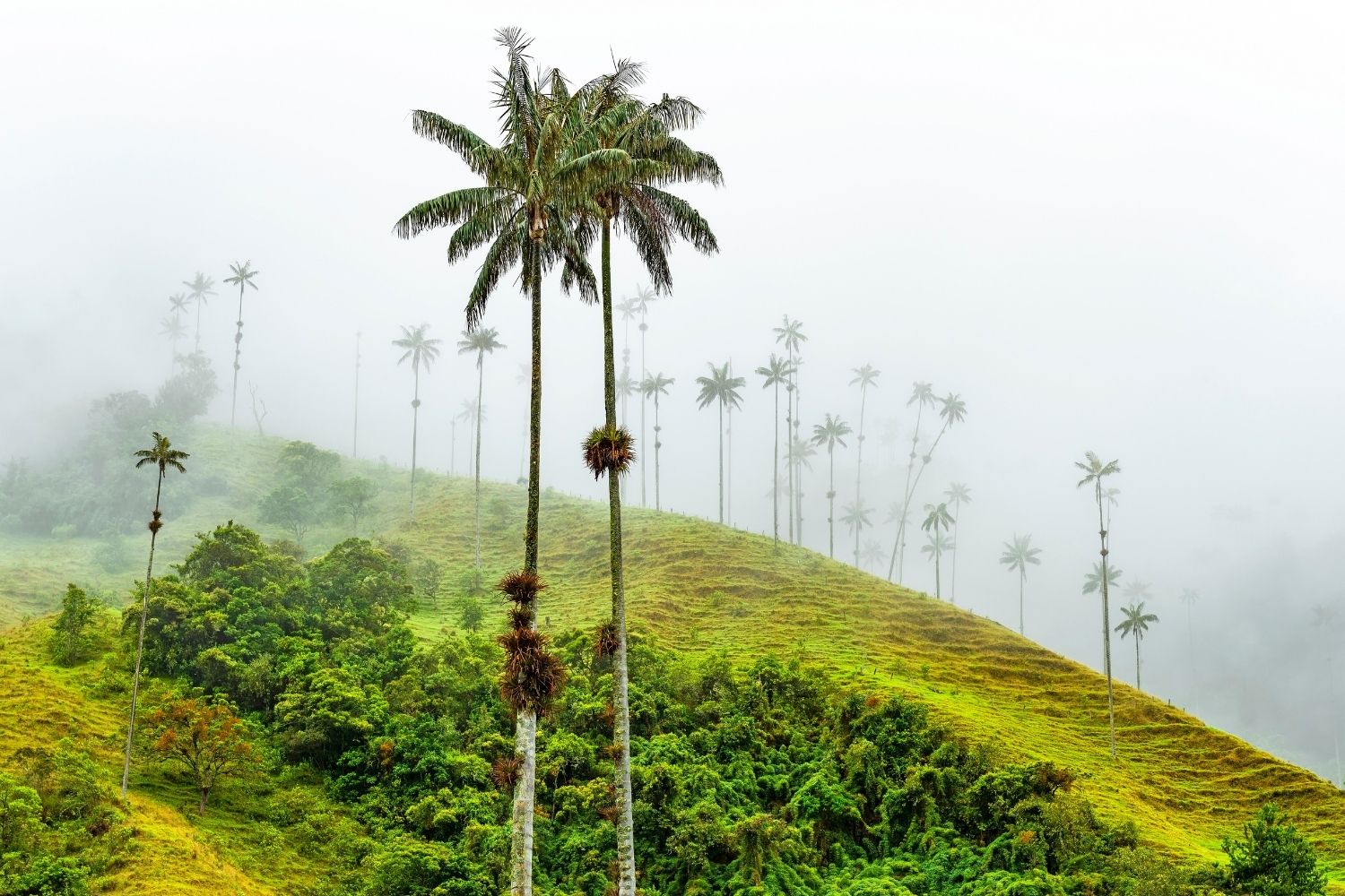 Wax Palm Tree Day Holiday Smart