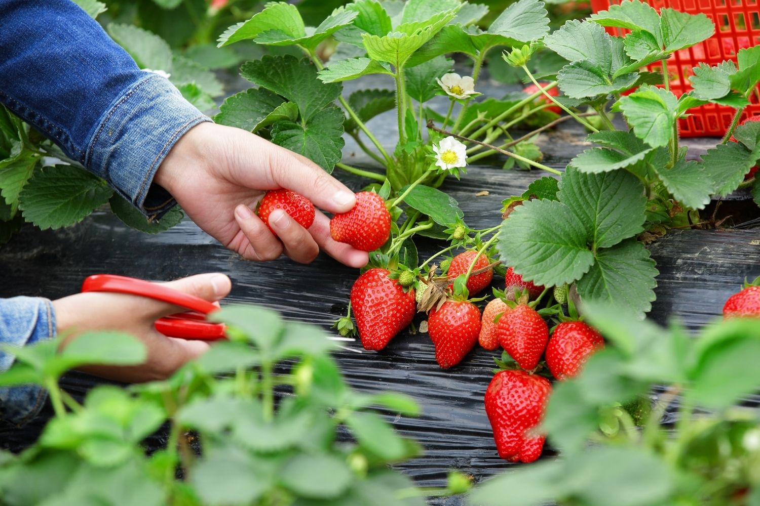 Pick Strawberries Day