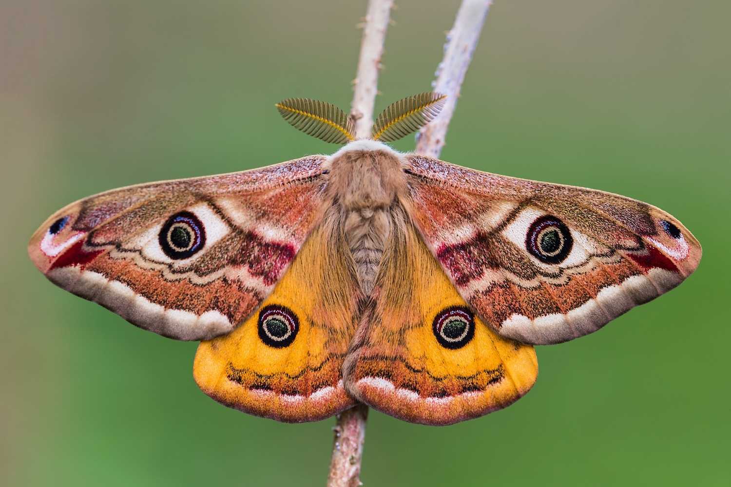 Moth-er Day