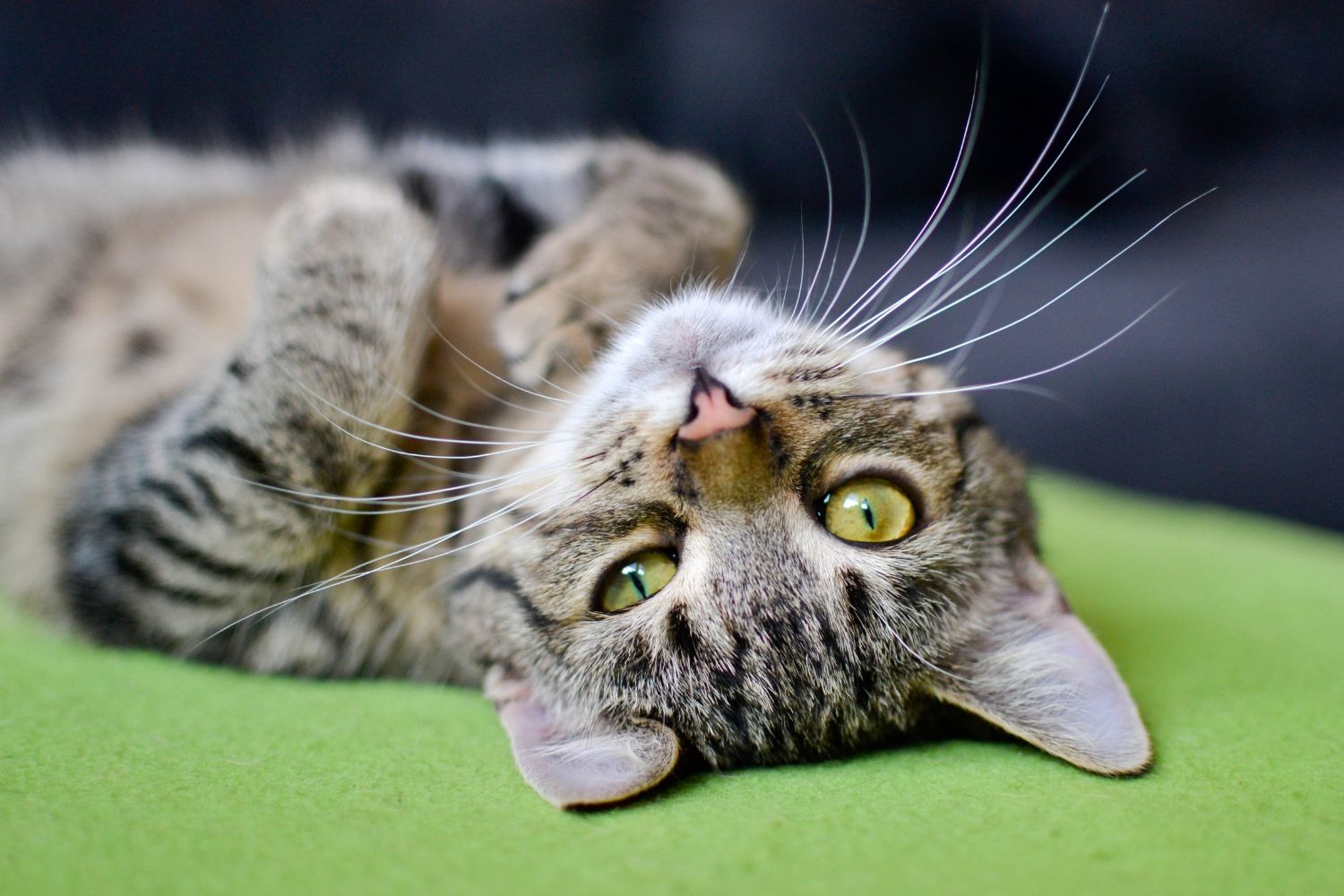 Tabby Cat Day Holiday Smart