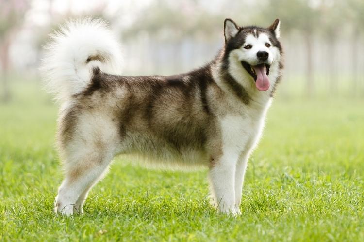 Alaskan Malamute Day