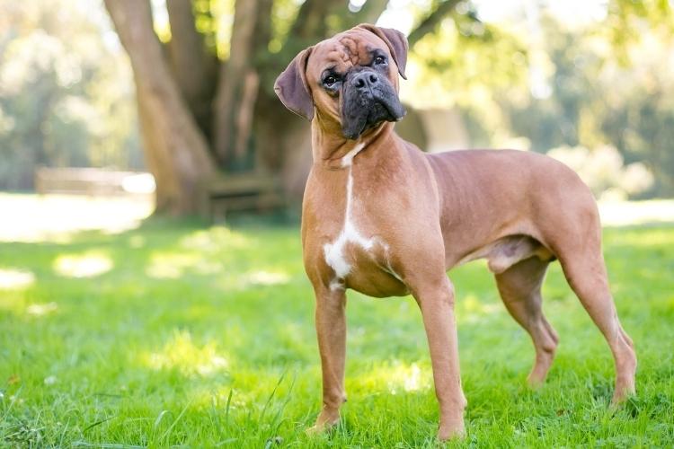 Boxer Dog Day