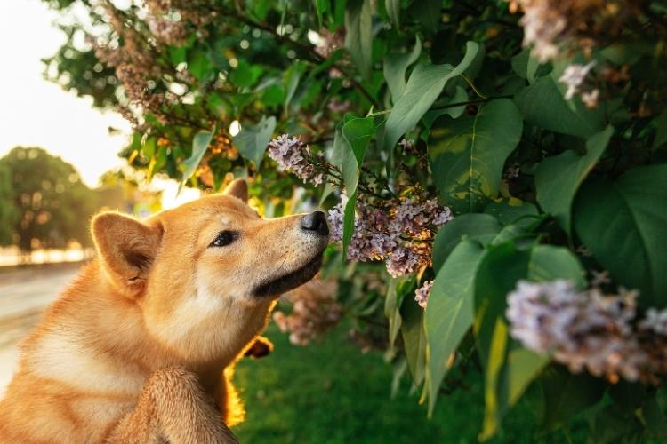 Conservation Dog Day