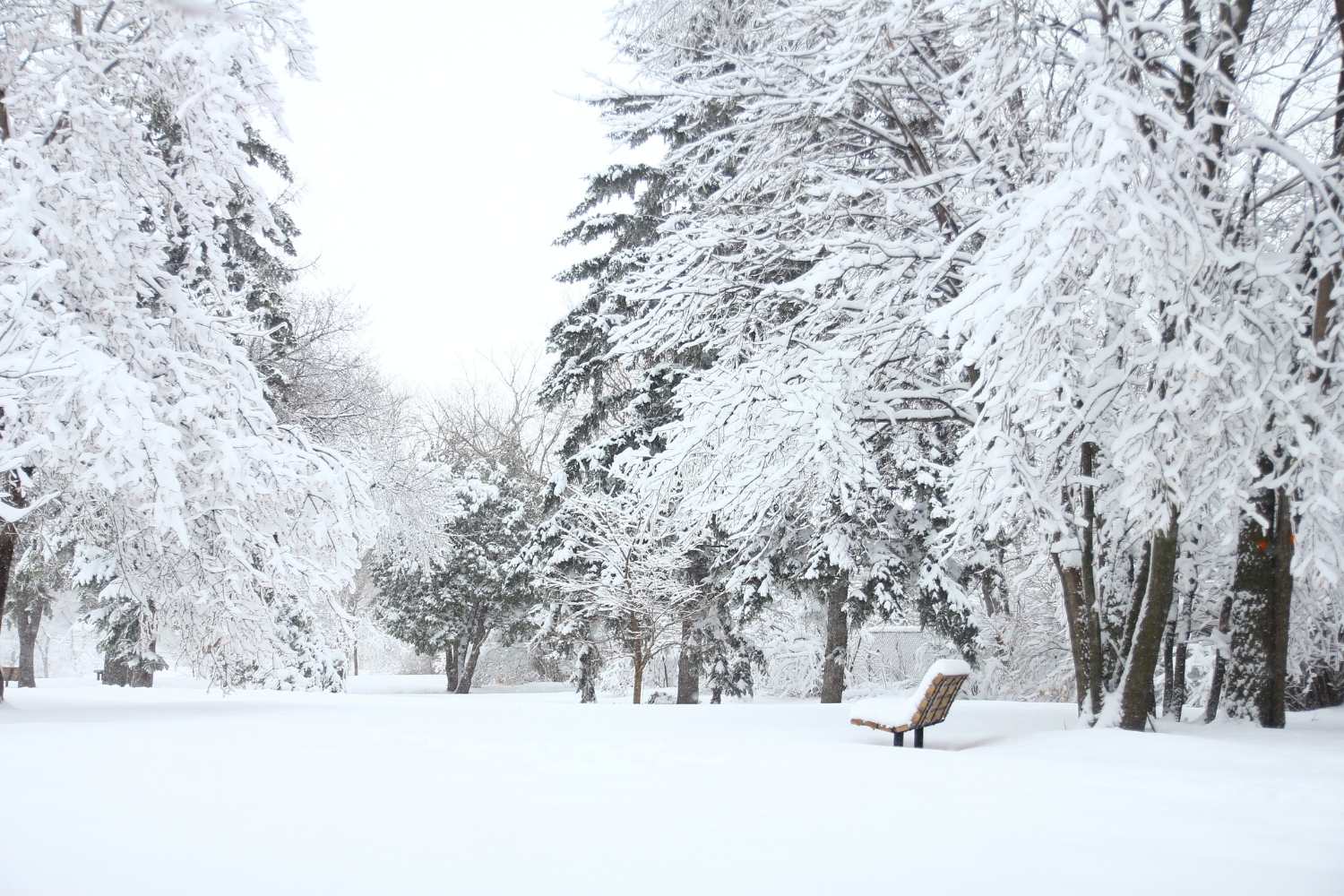 World Snow Day