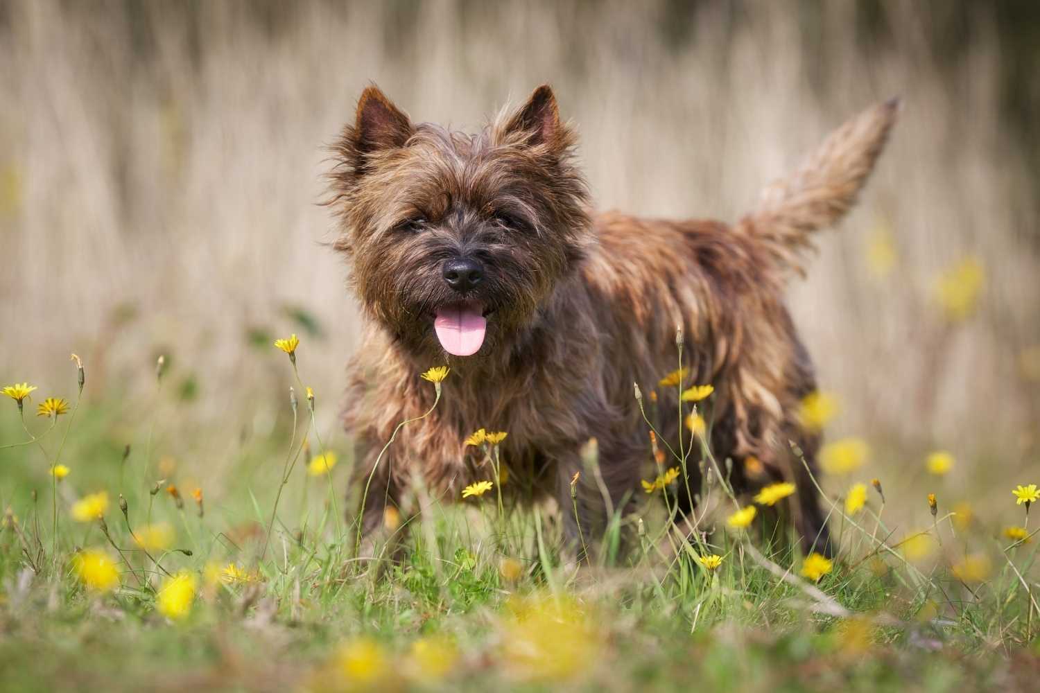 Brown Dog Day