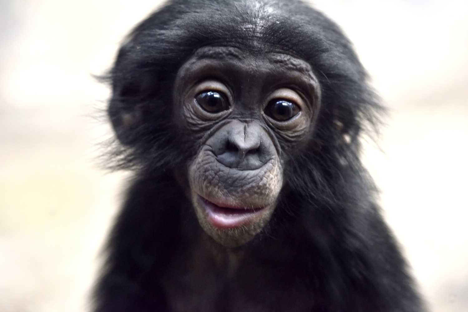 World Bonobo Day | Holiday Smart