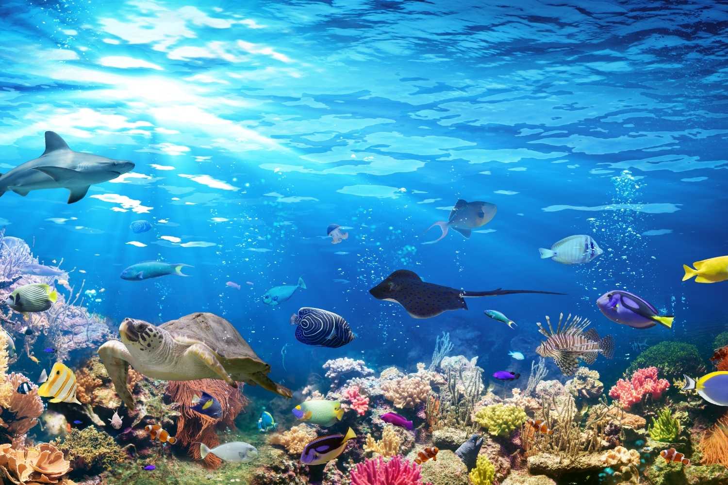World Aquarium Day