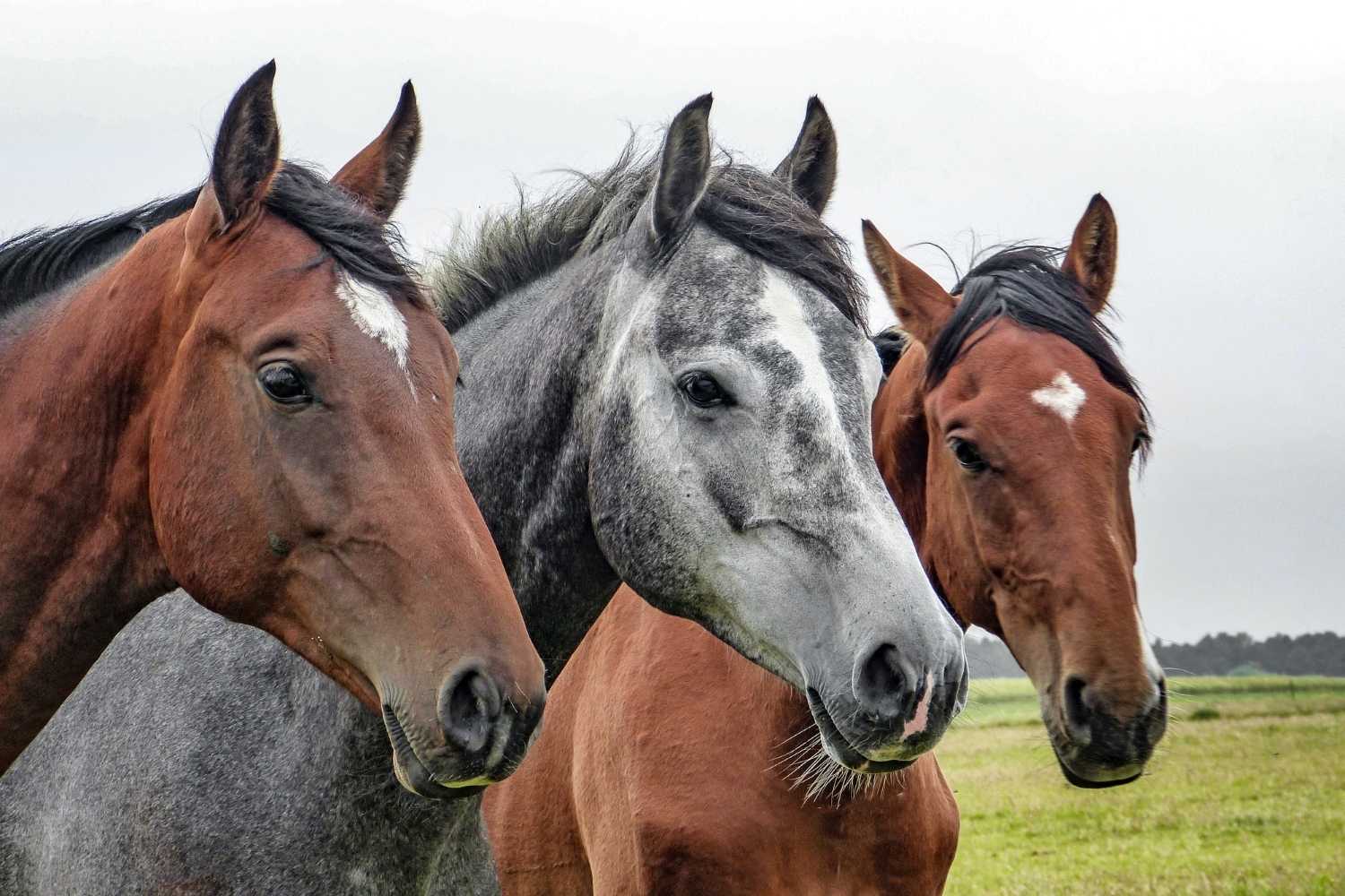 Horse Protection Day
