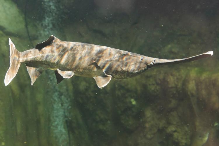 Paddlefish Day