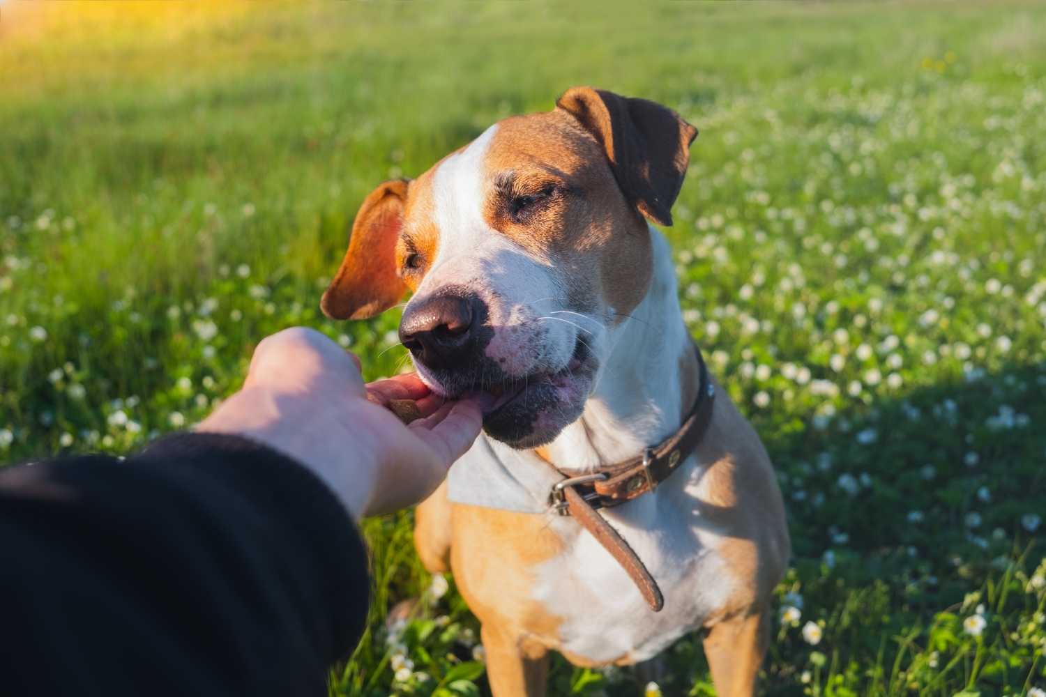 Dog Theft Awareness Day