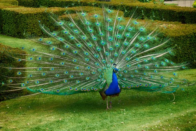 Peacock Day