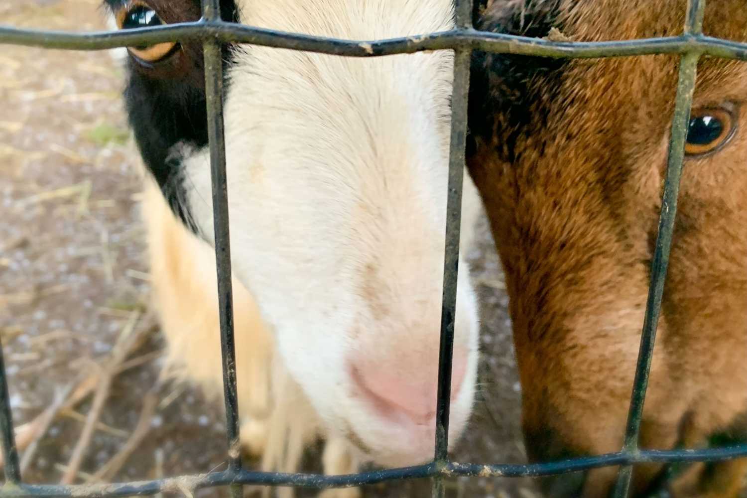 Farm Rescuer Day