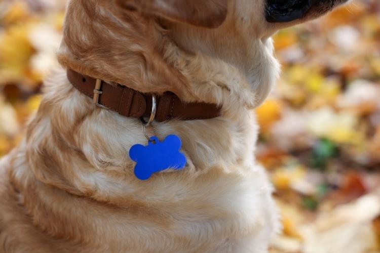 Every Day is Pet Tag Day
