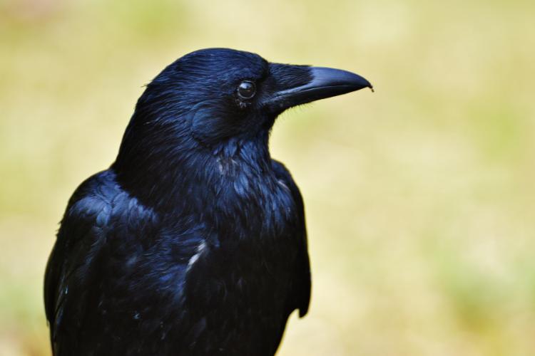 International Crow and Raven Appreciation Day