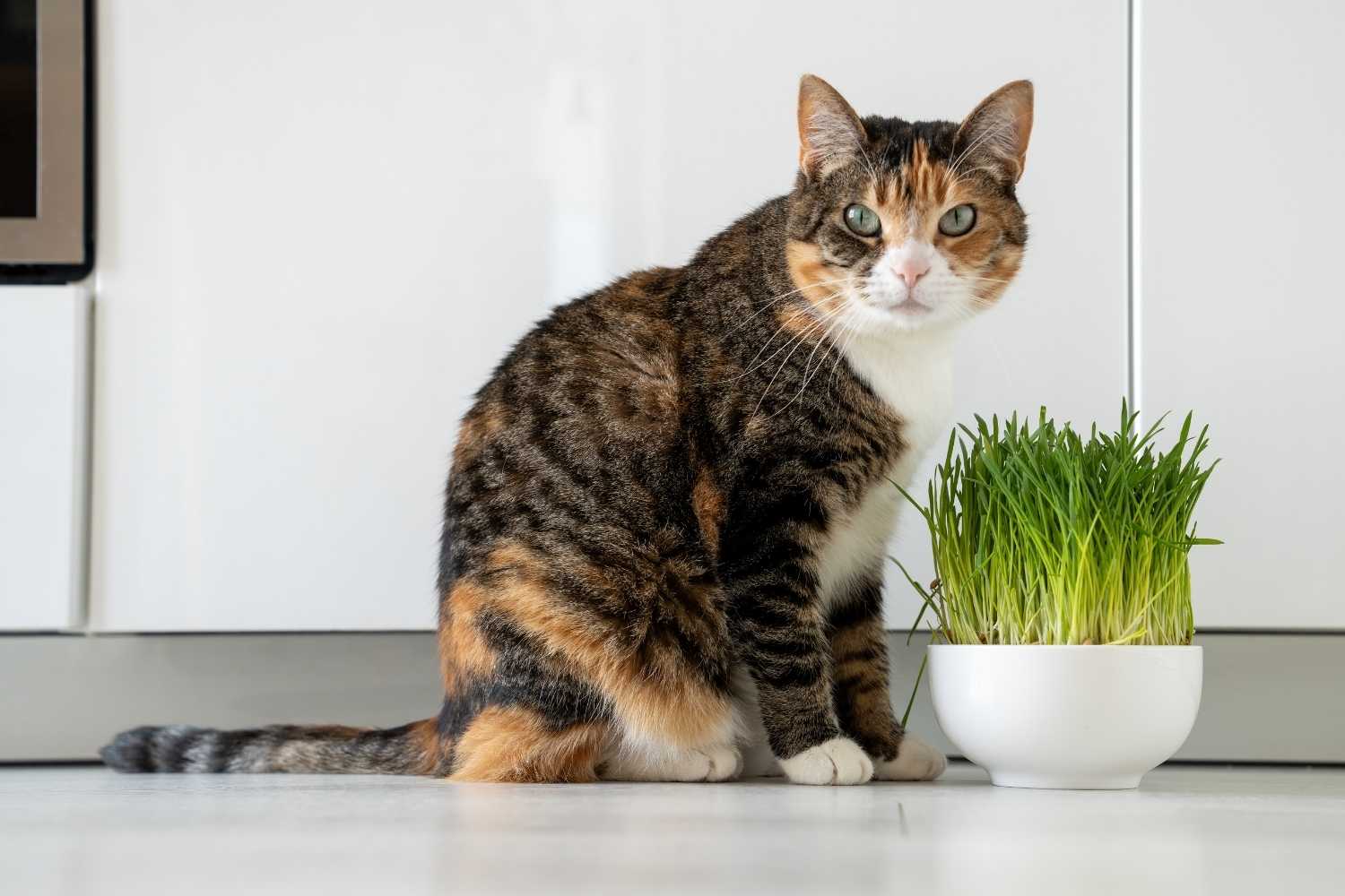 Hairball Awareness Day