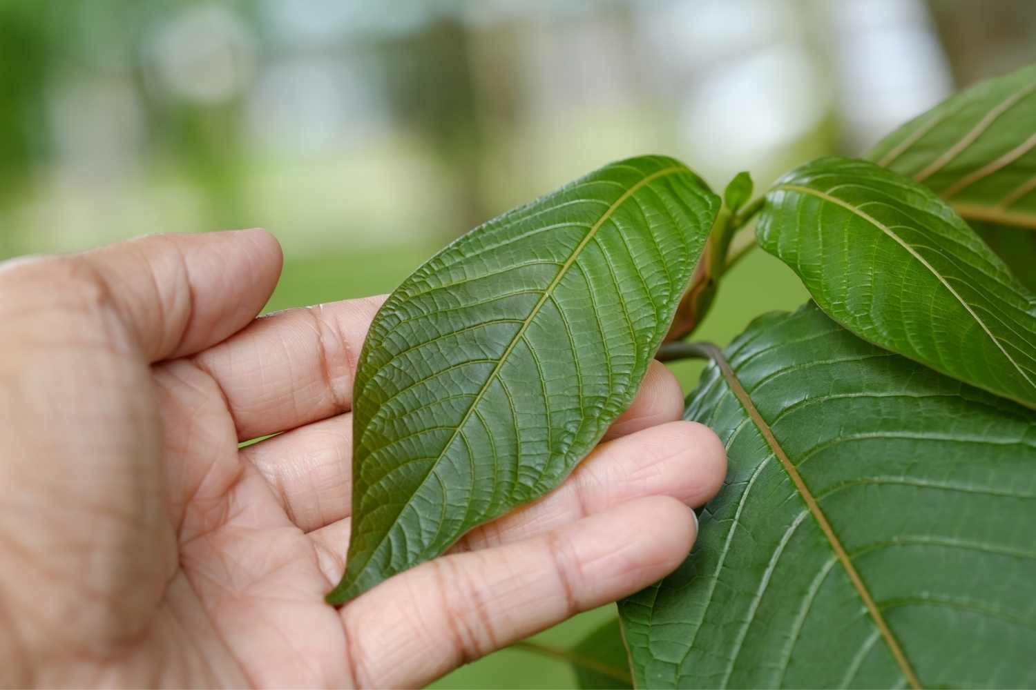 International Day of Plant Health (I.D.P.H.)