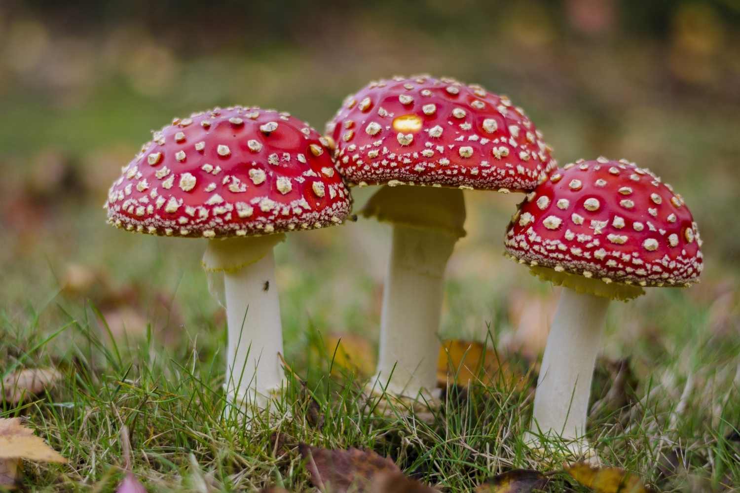 Mushroom Hunting Day