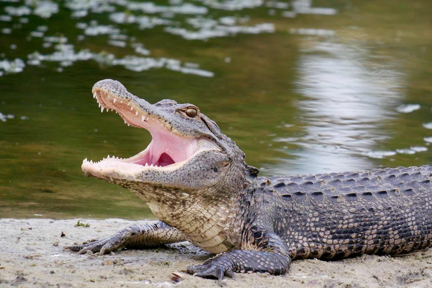 Alligator Day