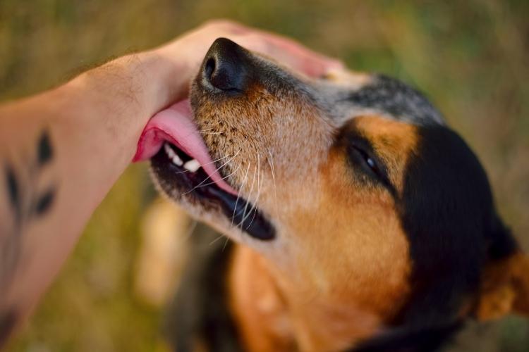 Dog Friendly Day