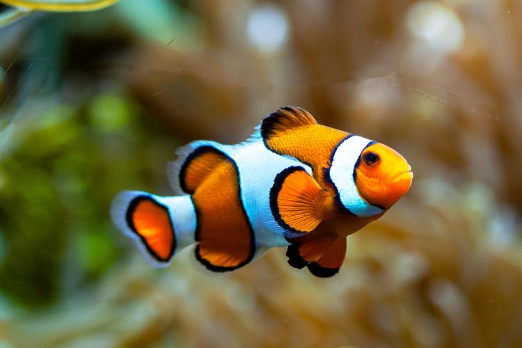 Clownfish Day