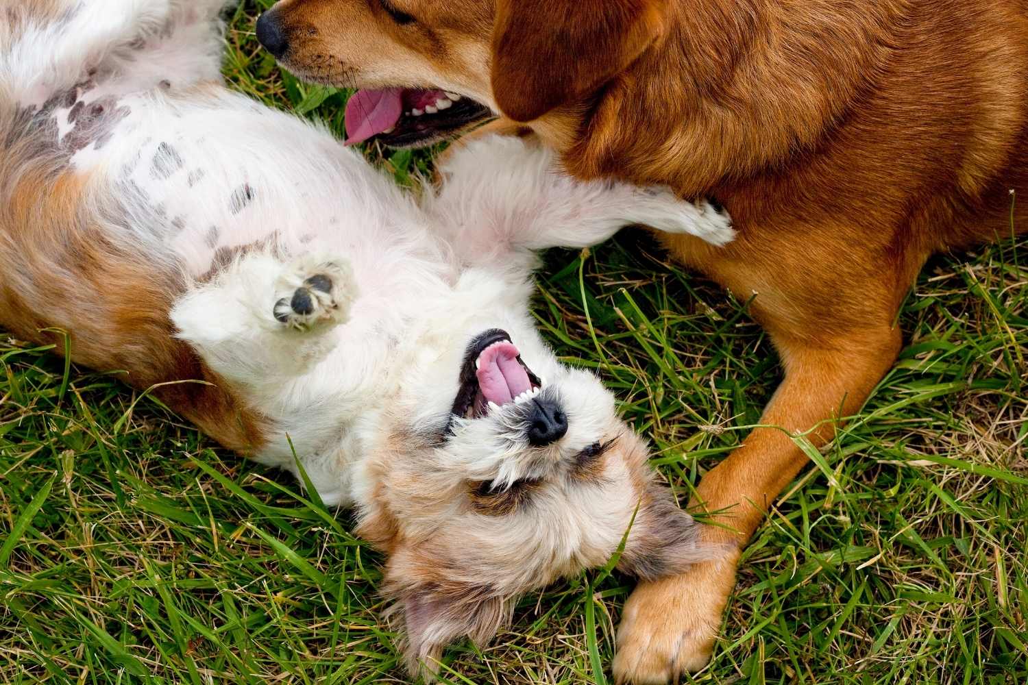 Mayday for Mutts