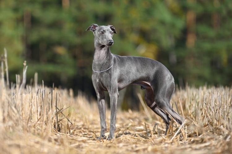 Greyhound Day