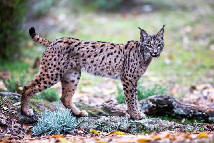 Lynx Day