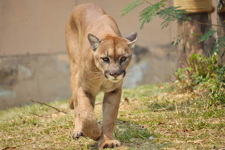 Cougar Day
