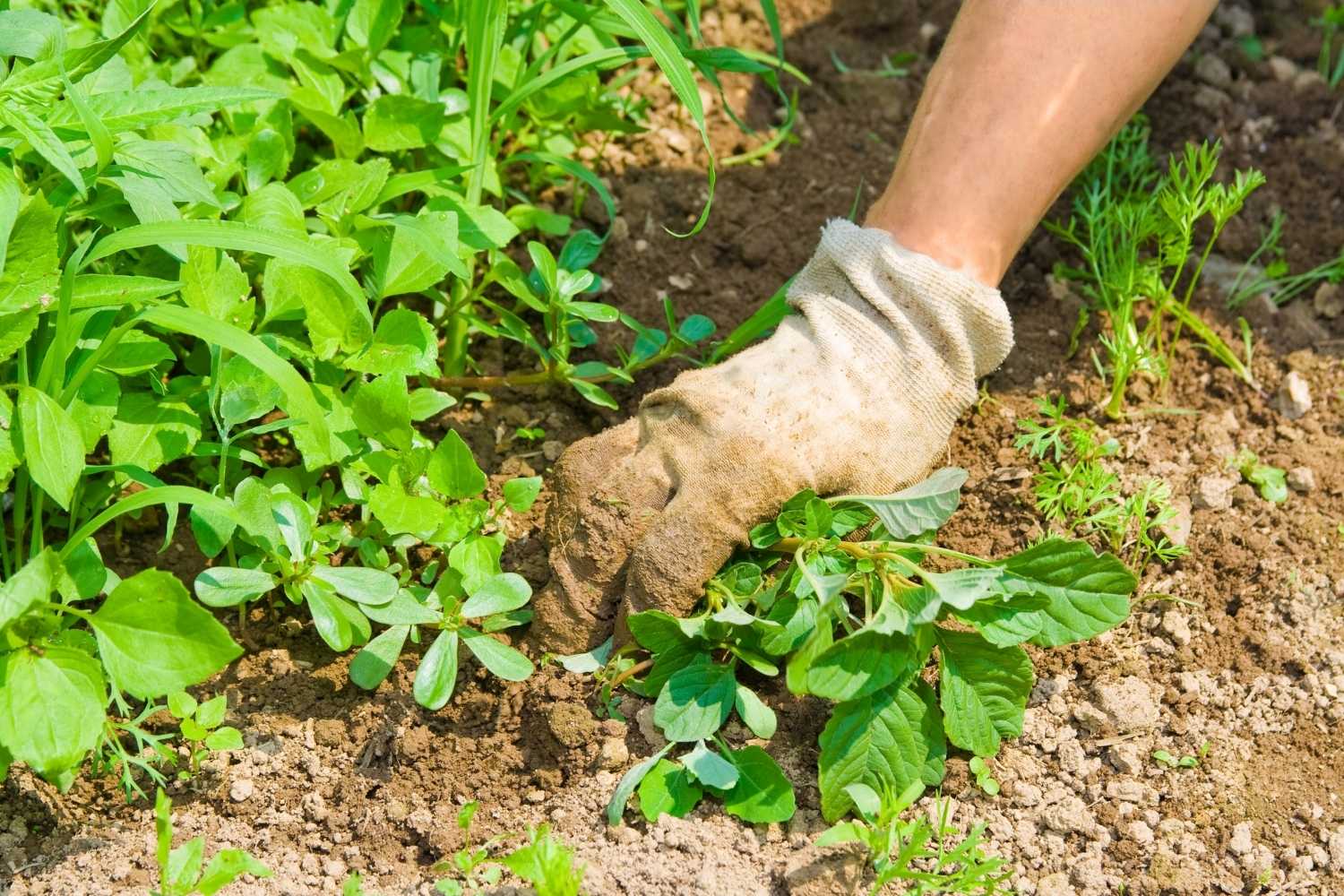 Weed Your Garden Day