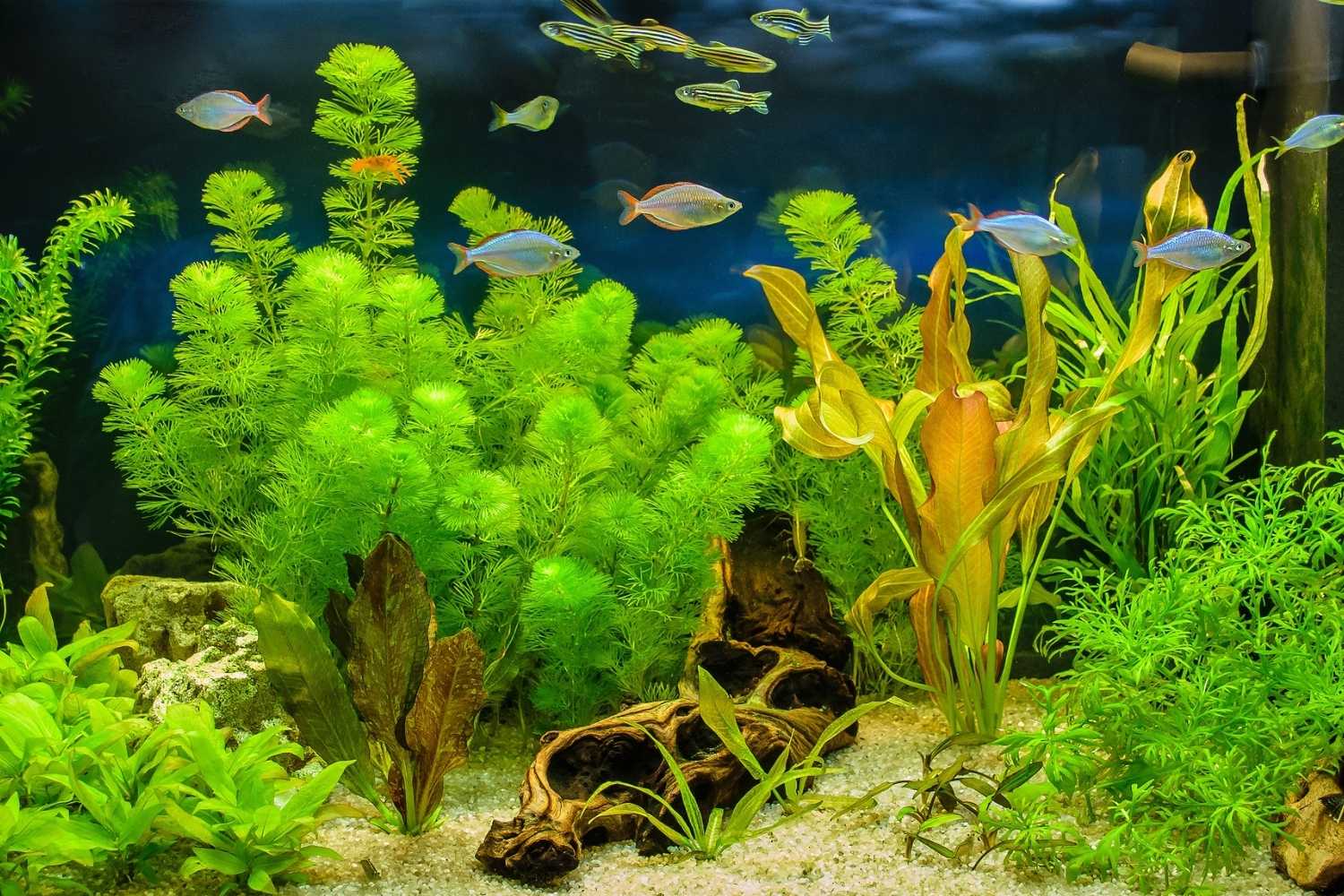 Clean Your Aquarium Day