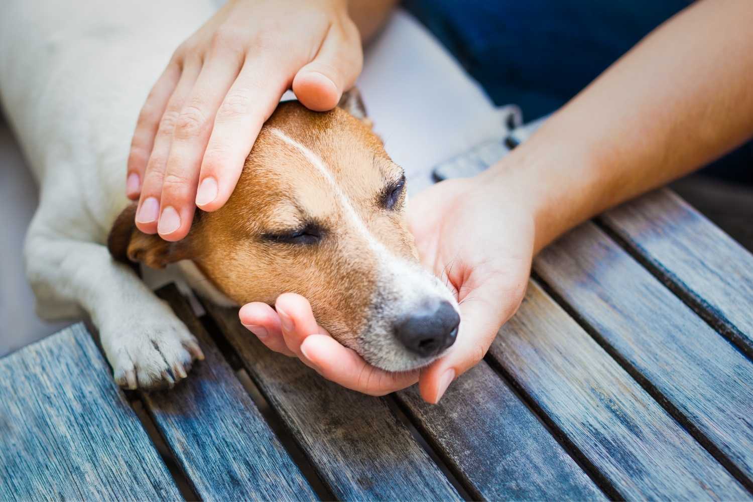 Pet Choking Prevention Day
