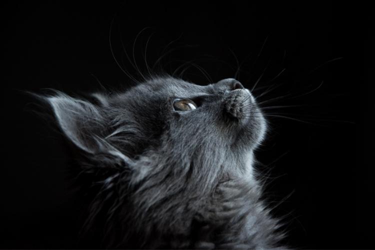 Cat World Domination Day