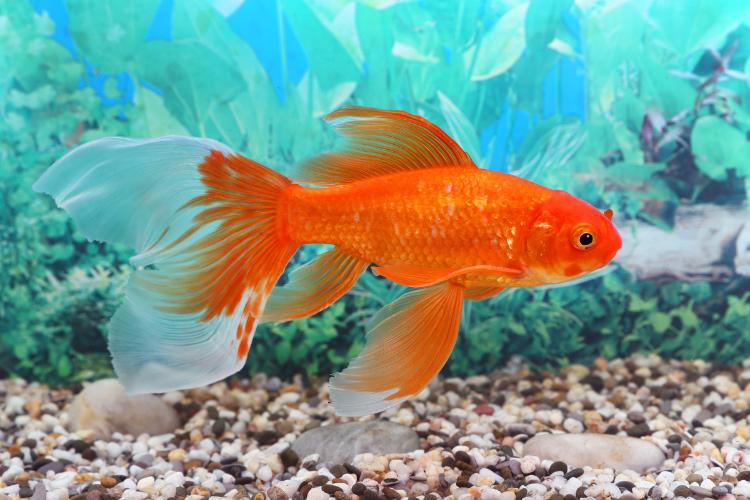 Goldfish Day